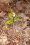 Large whorled pogonia